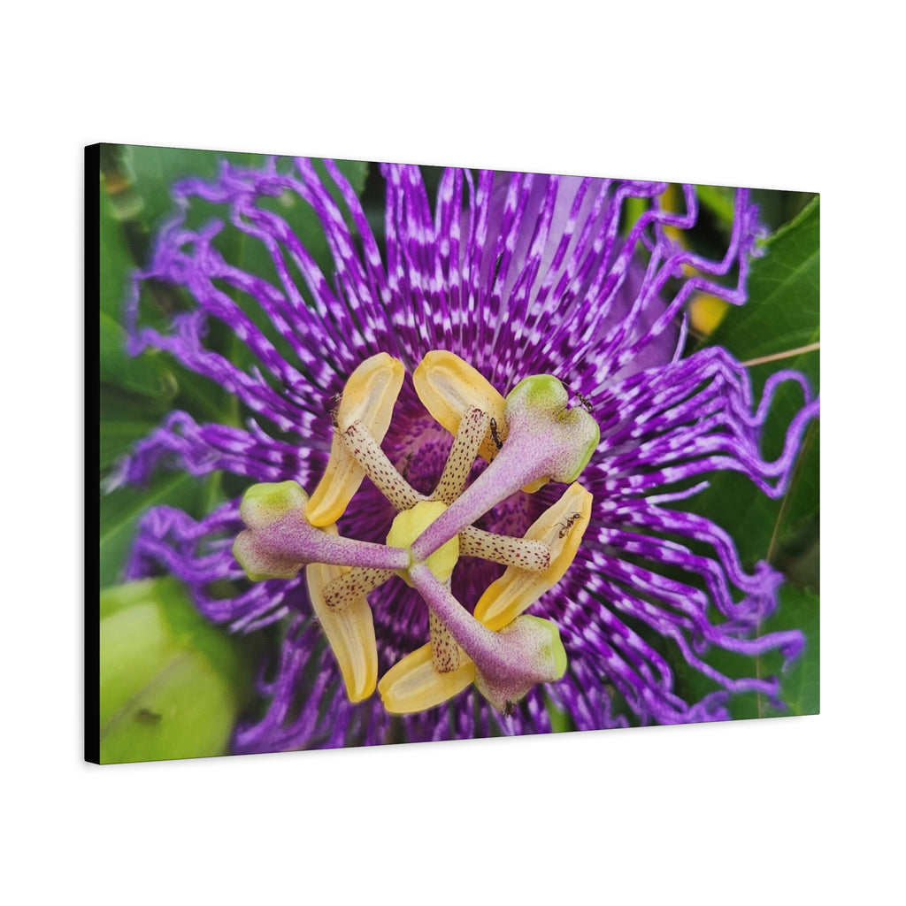 Purple Passionflower Close-Up Matte Canvas Print (Stretched)