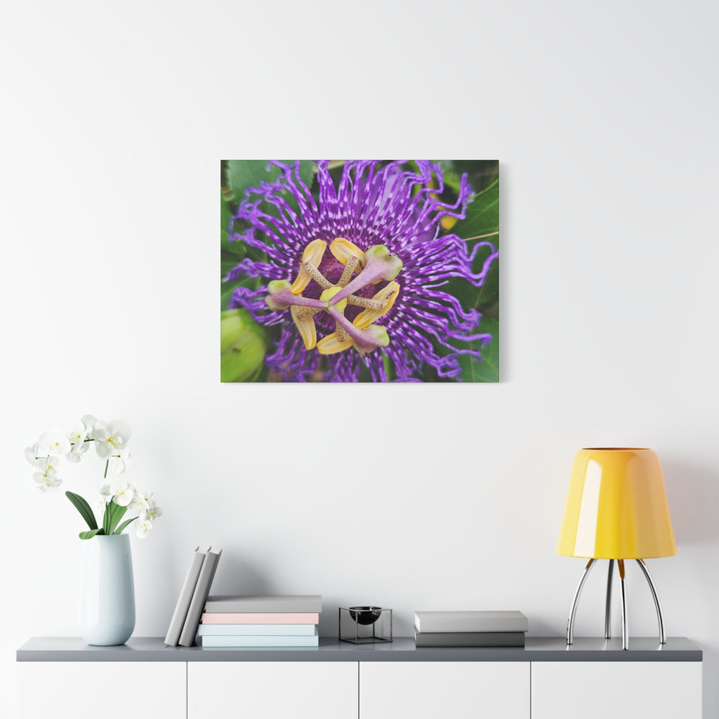 Purple Passionflower Close-Up Matte Canvas Print (Stretched)