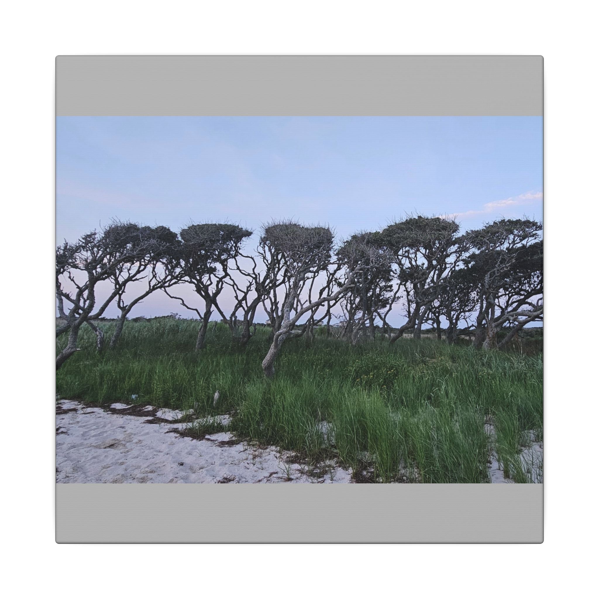 Coastal Windblown Trees Canvas