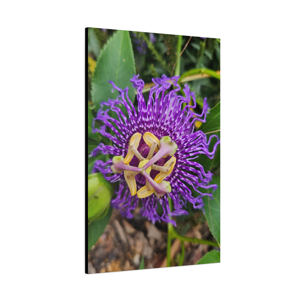 Purple Passionflower Close-Up Matte Canvas Print (Stretched)