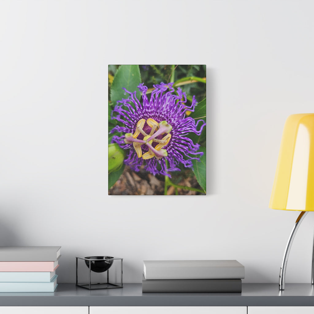 Purple Passionflower Close-Up Matte Canvas Print (Stretched)
