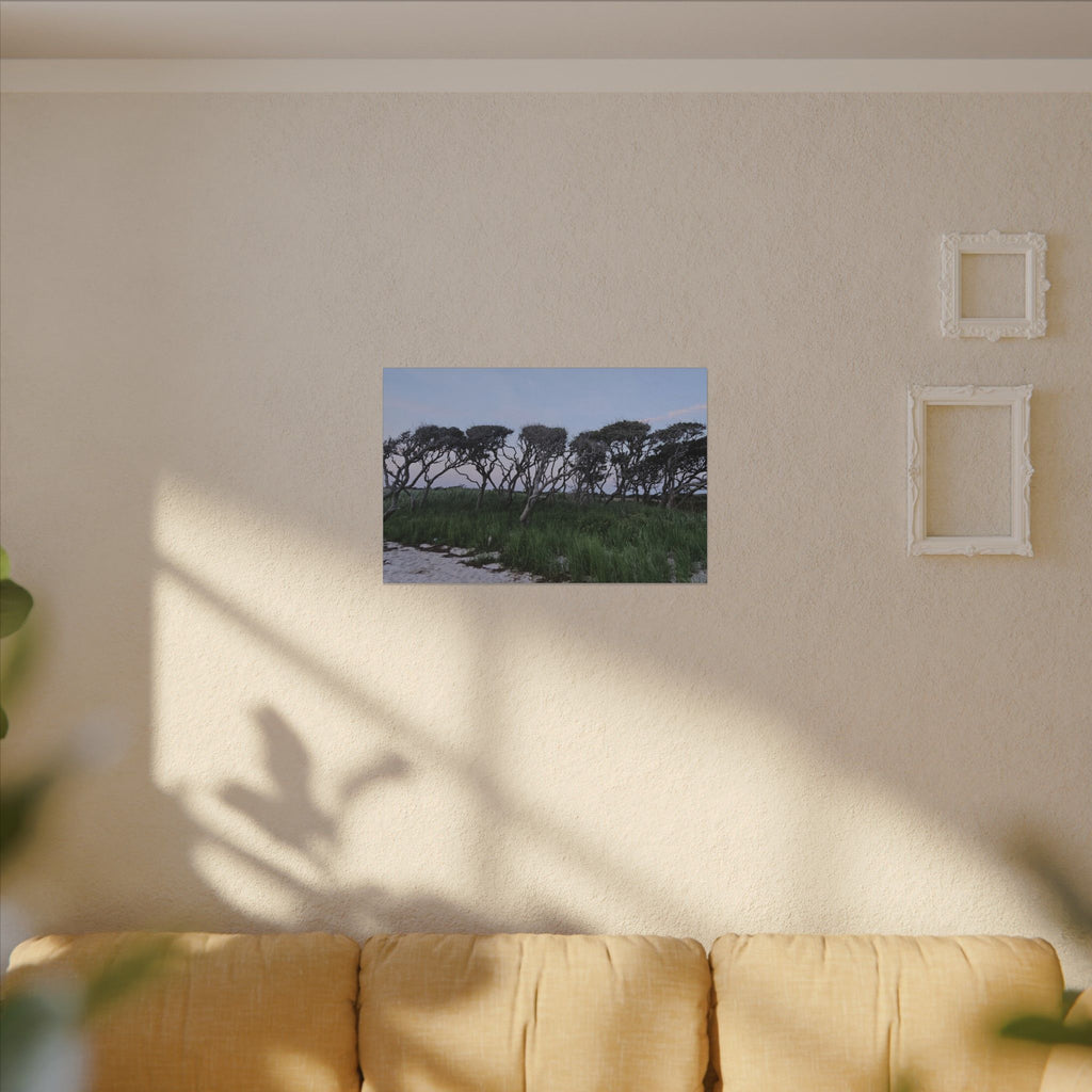Coastal Windblown Trees Canvas