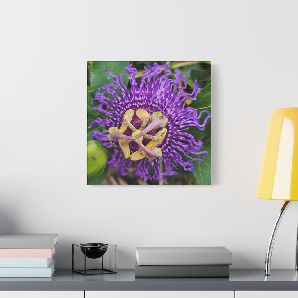 Purple Passionflower Close-Up Matte Canvas Print (Stretched)