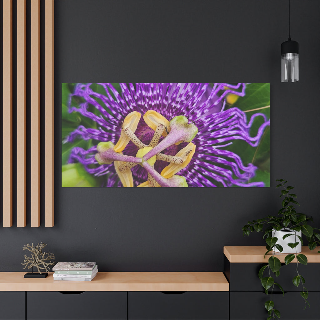Purple Passionflower Close-Up Matte Canvas Print (Stretched)