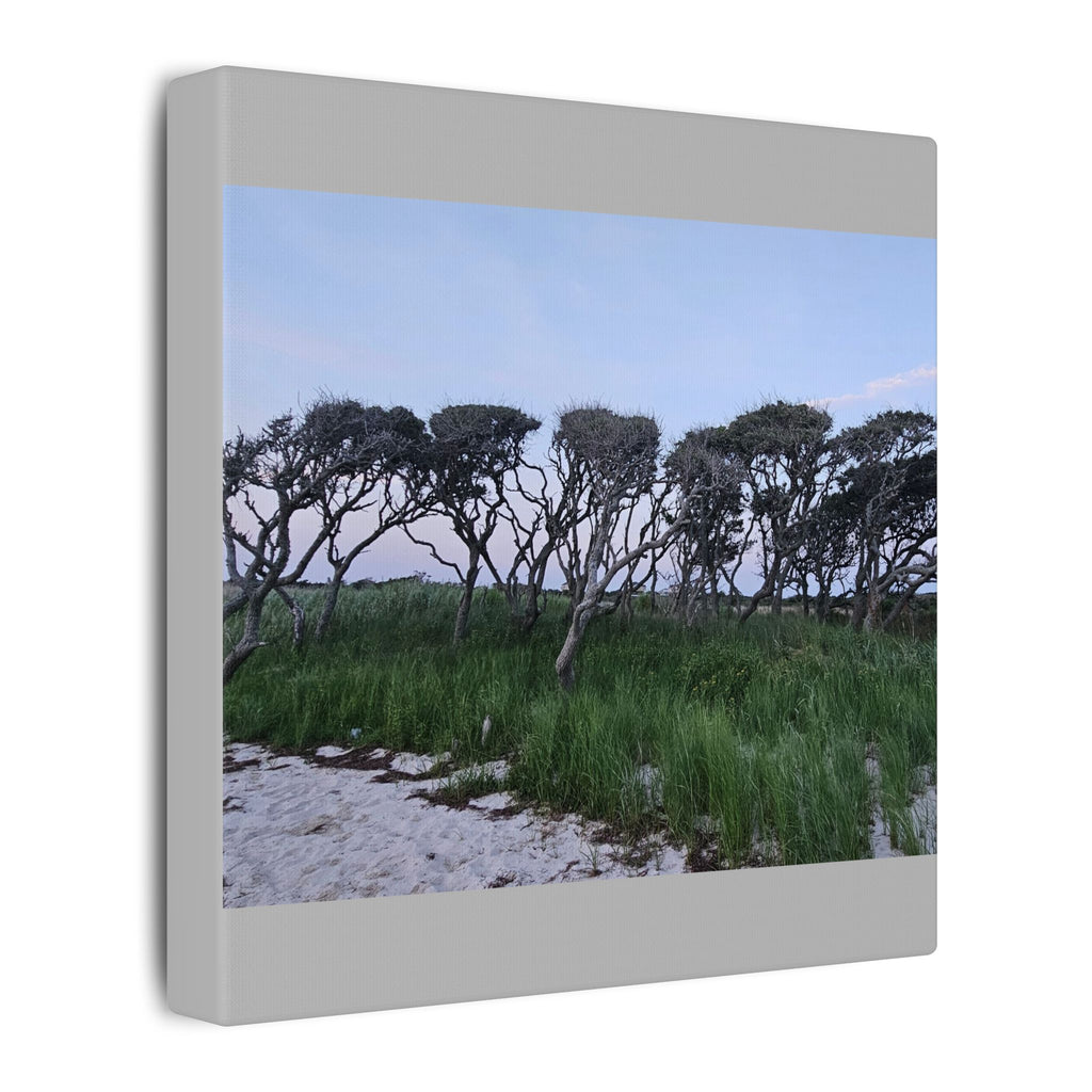 Coastal Windblown Trees Canvas