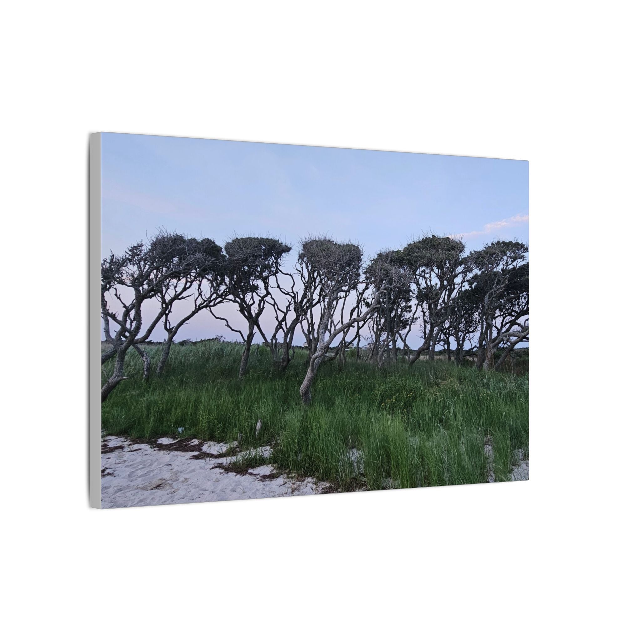 Coastal Windblown Trees Canvas