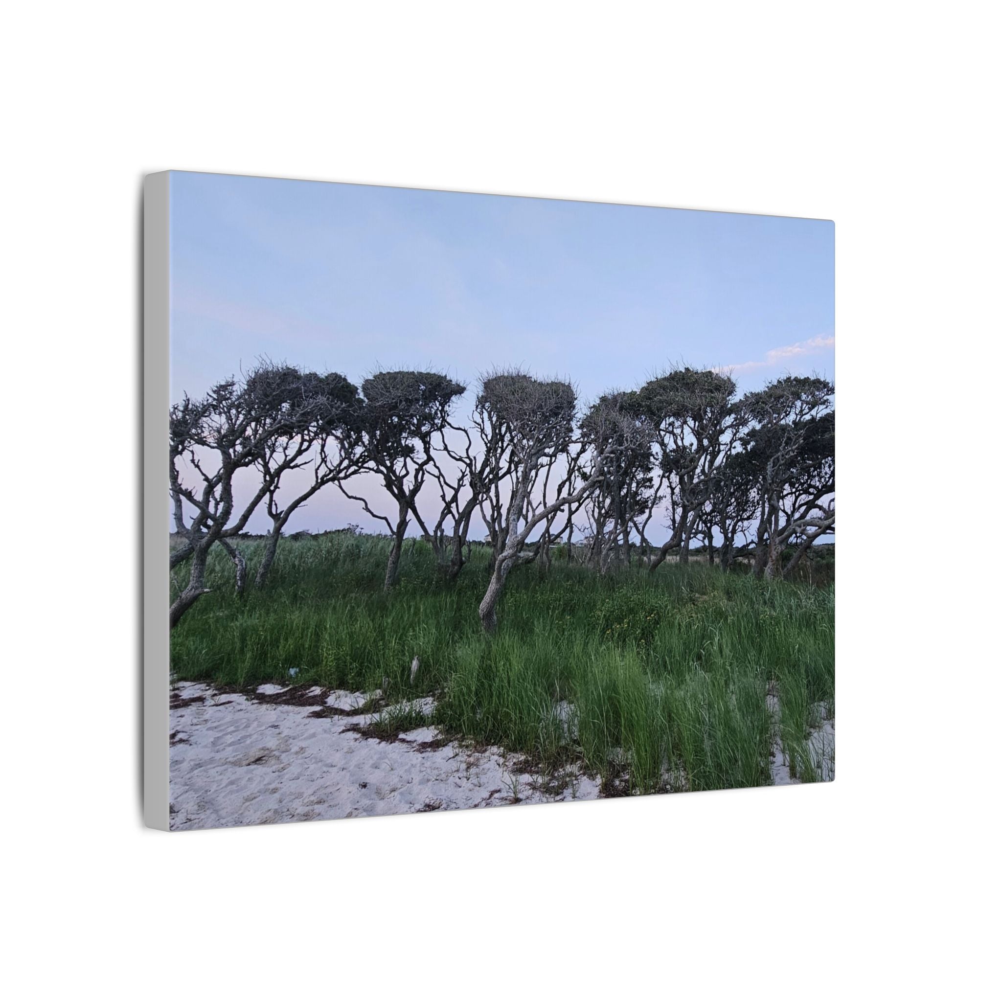 Coastal Windblown Trees Canvas
