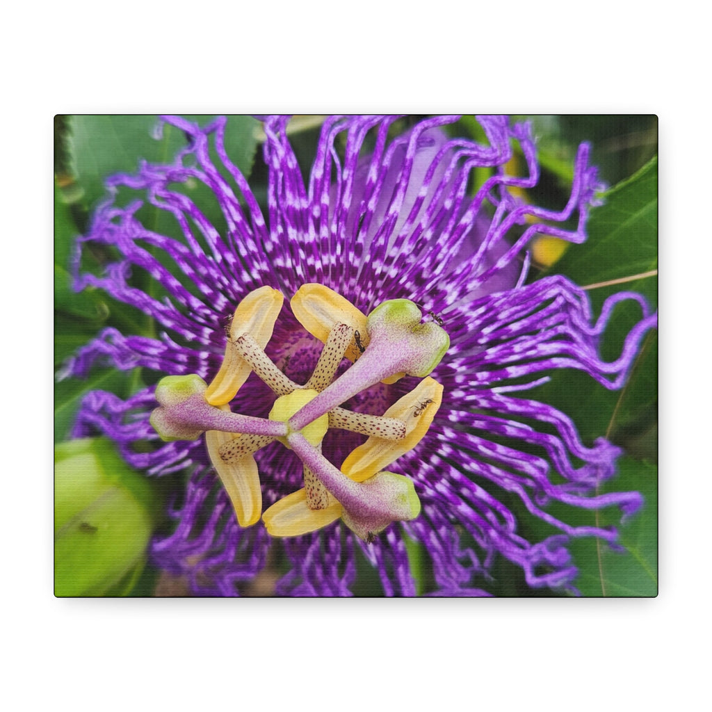 Purple Passionflower Close-Up Matte Canvas Print (Stretched)