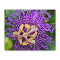 Purple Passionflower Close-Up Matte Canvas Print (Stretched)