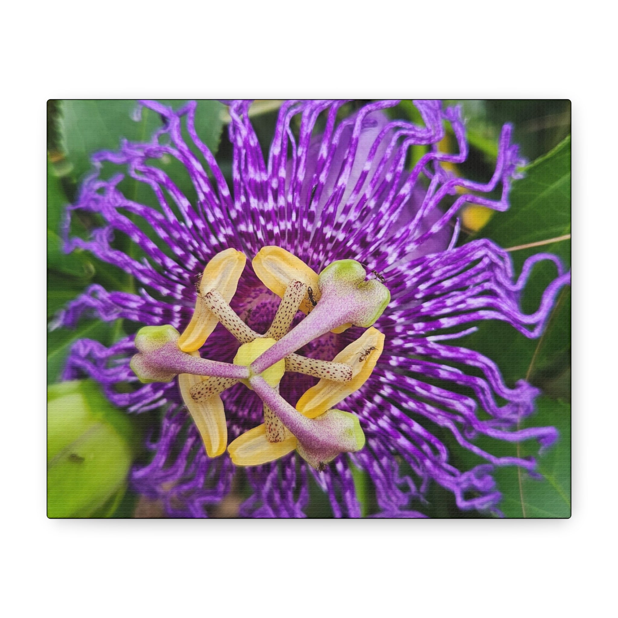 Purple Passionflower Close-Up Matte Canvas Print (Stretched)