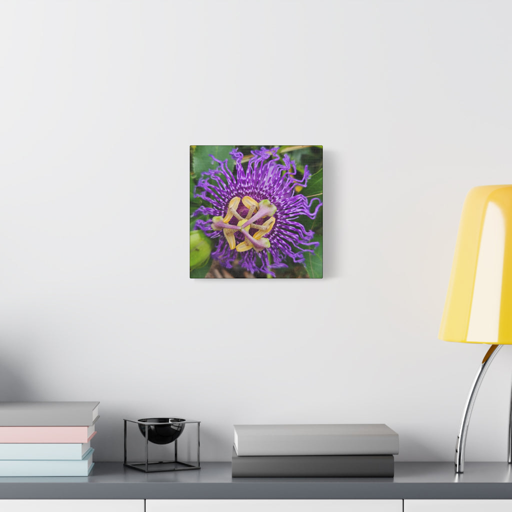Purple Passionflower Close-Up Matte Canvas Print (Stretched)