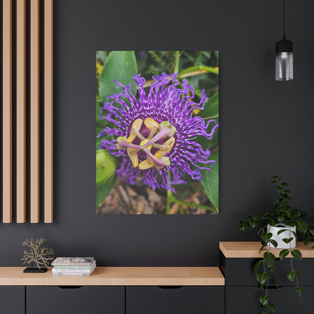 Purple Passionflower Close-Up Matte Canvas Print (Stretched)