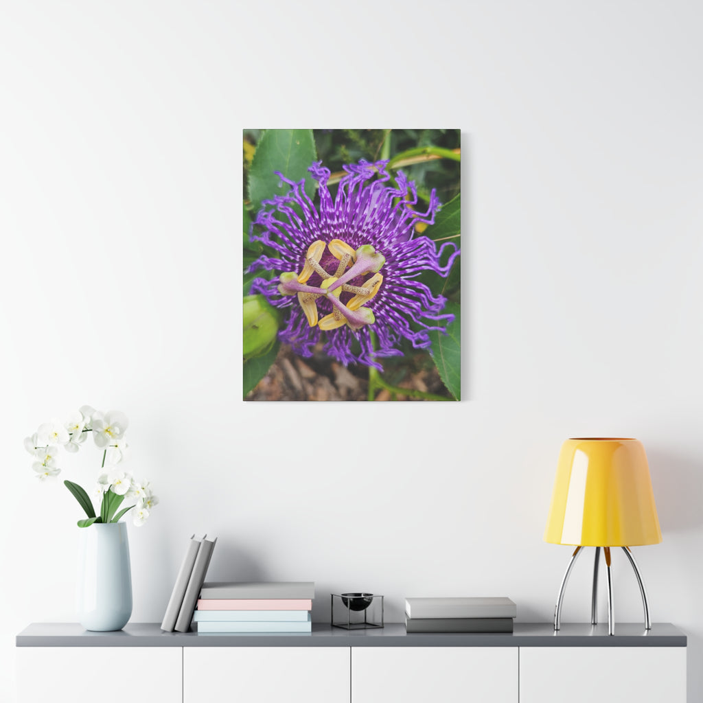 Purple Passionflower Close-Up Matte Canvas Print (Stretched)