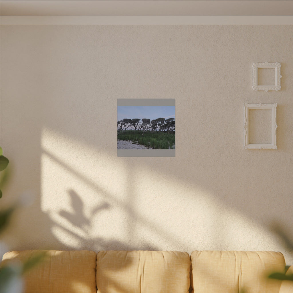 Coastal Windblown Trees Canvas