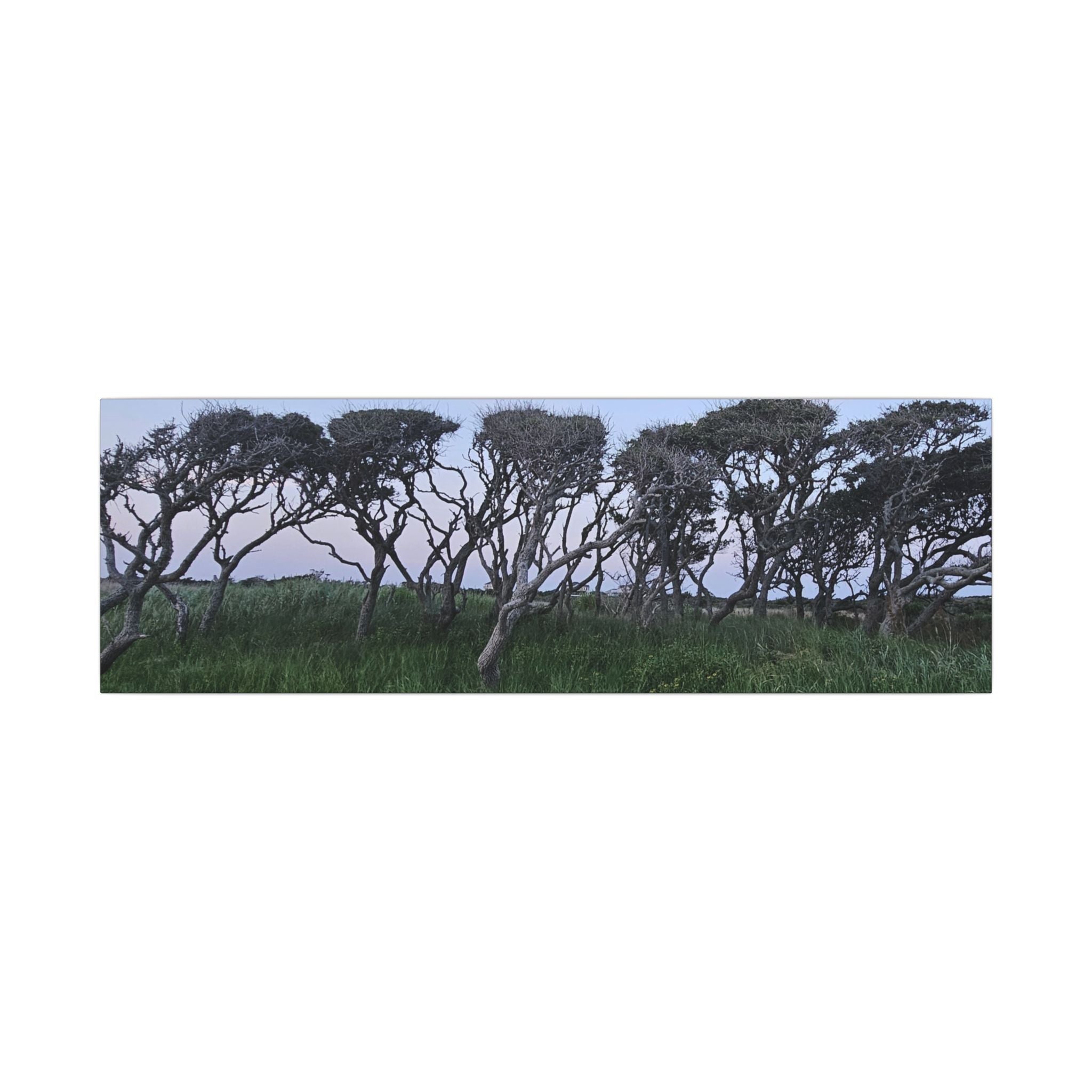 Coastal Windblown Trees Canvas