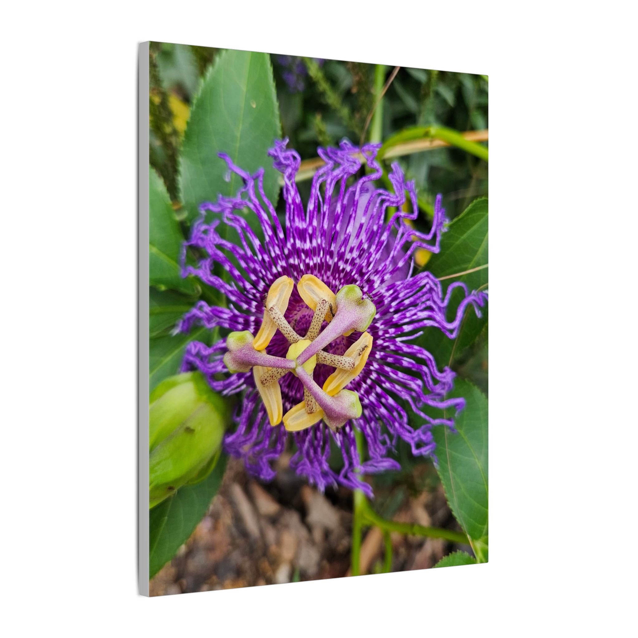 Purple Passionflower Botanical Canvas