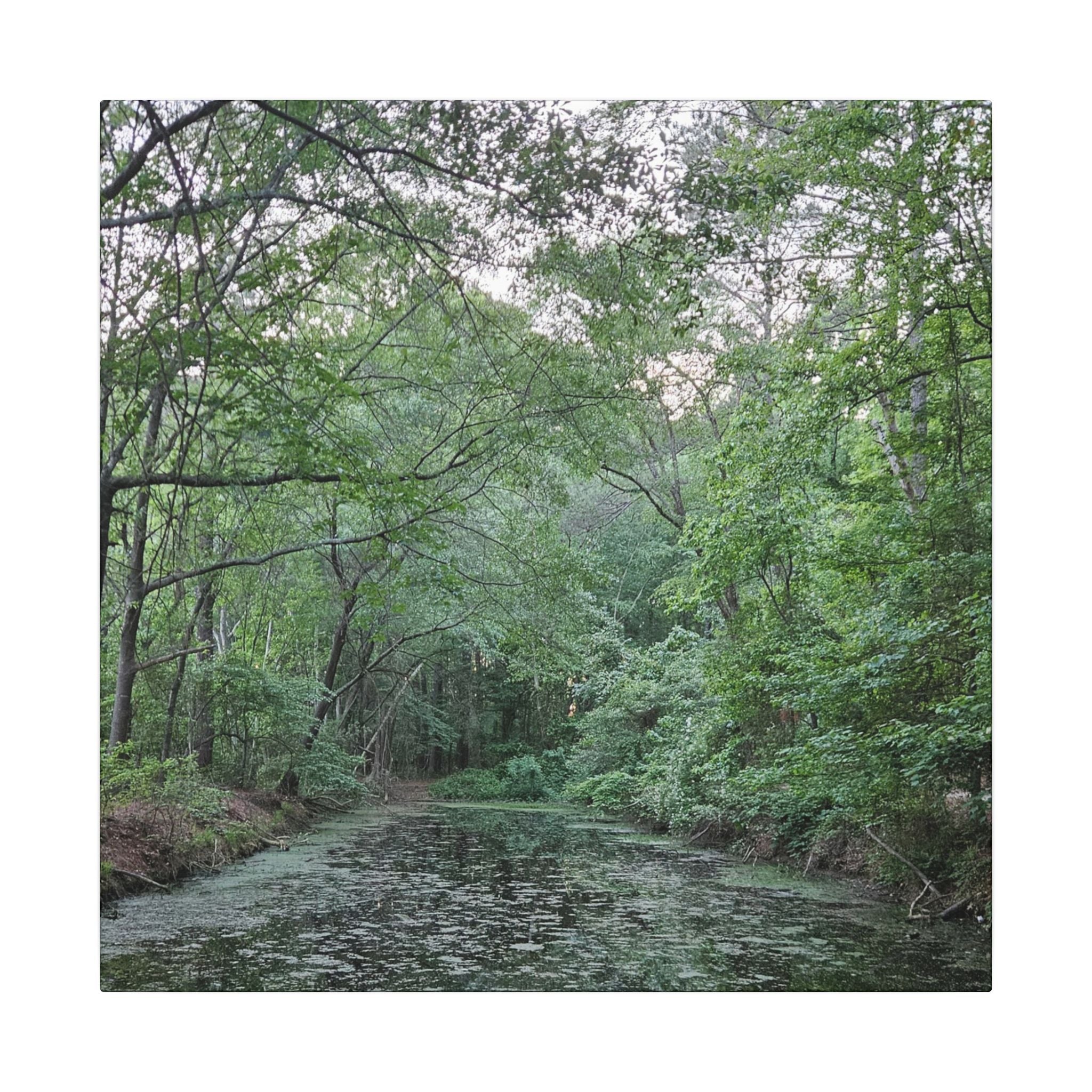 Mossy Pond Canvas Matte Stretched Wall Art