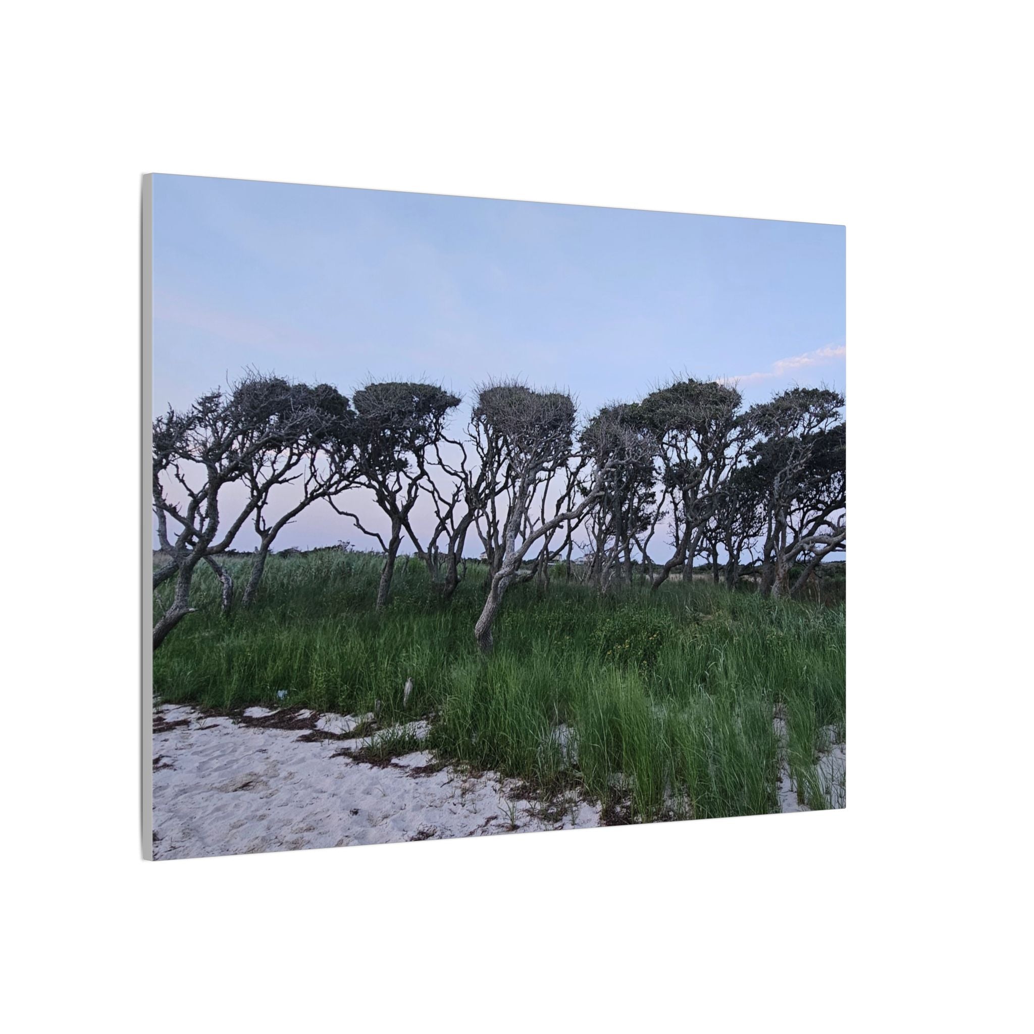 Coastal Windblown Trees Canvas