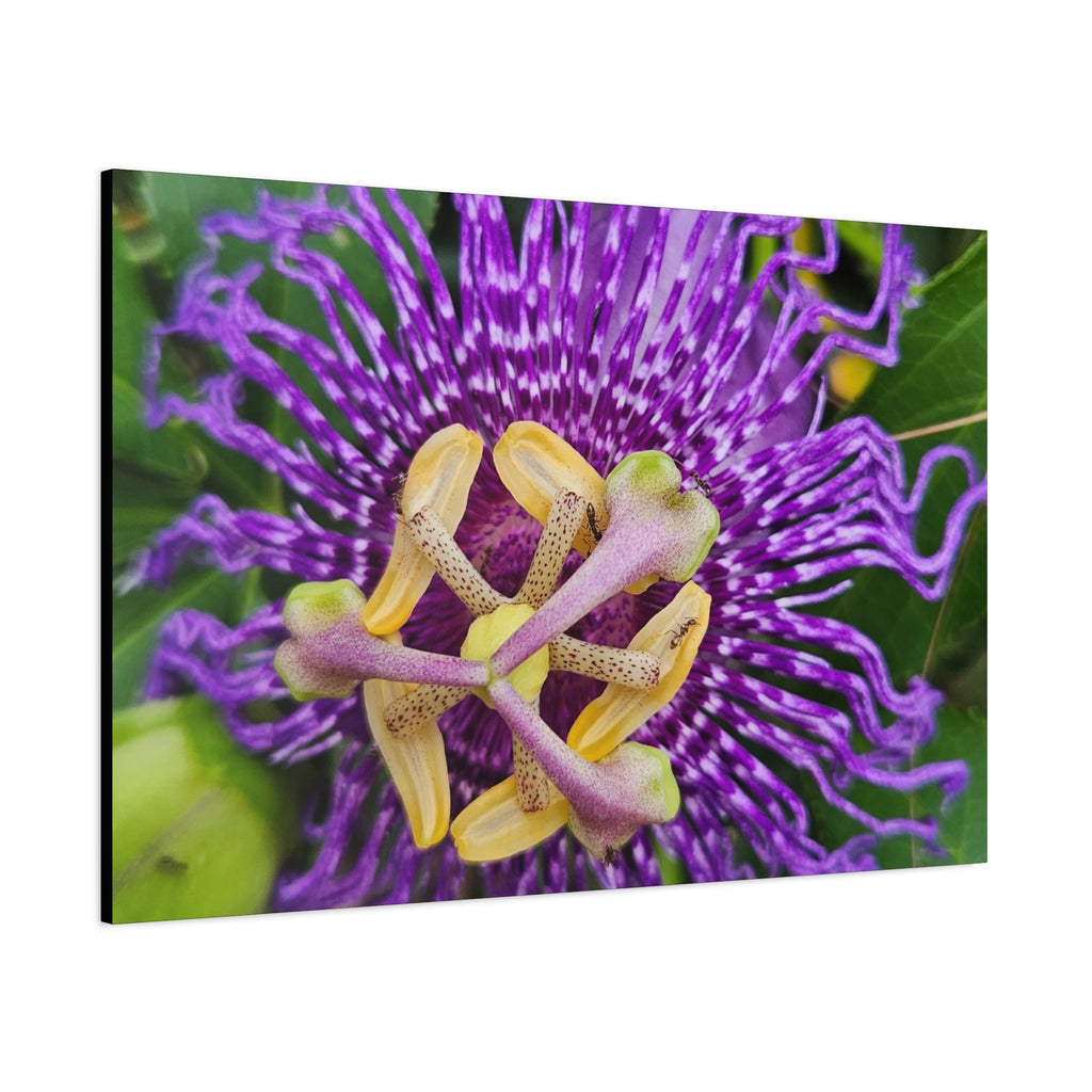 Purple Passionflower Close-Up Matte Canvas Print (Stretched)
