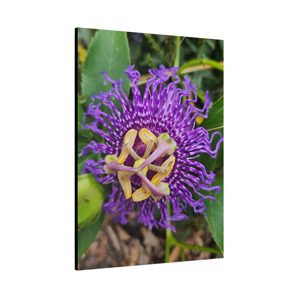Purple Passionflower Close-Up Matte Canvas Print (Stretched)