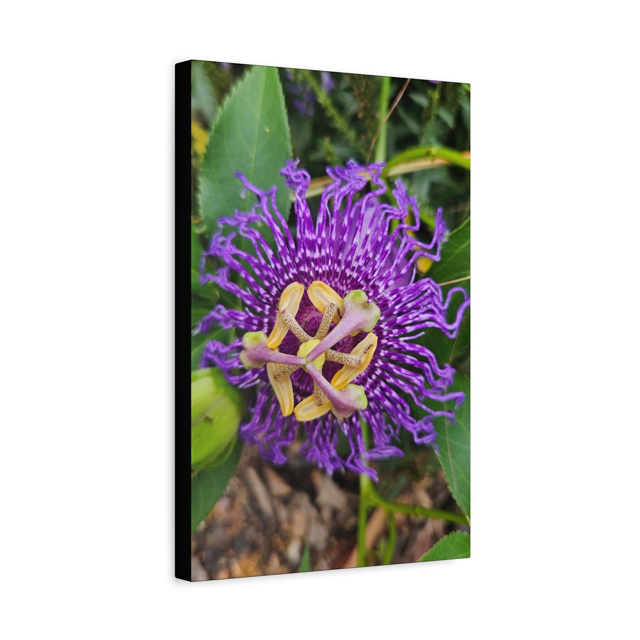 Purple Passionflower Close-Up Matte Canvas Print (Stretched)