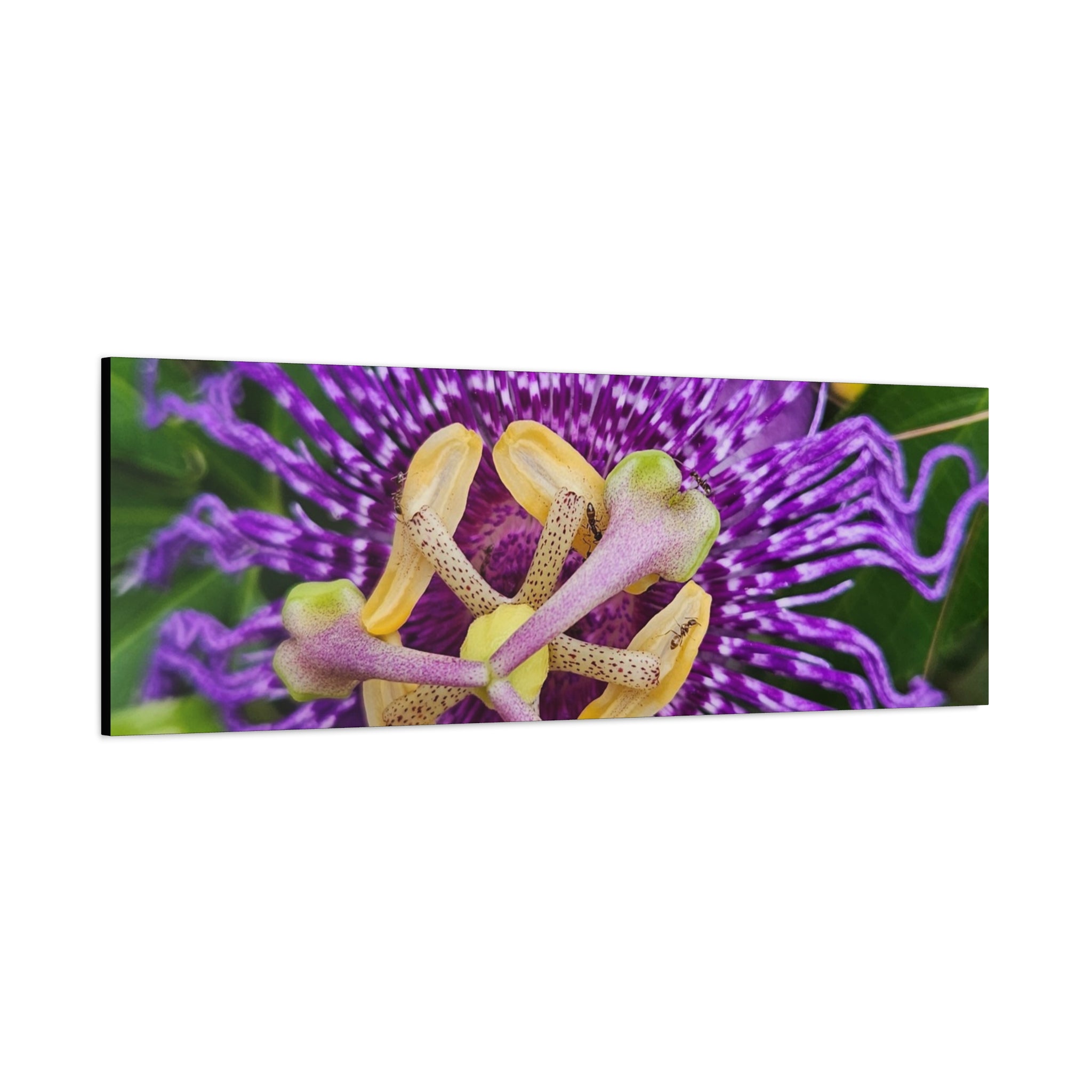 Purple Passionflower Close-Up Matte Canvas Print (Stretched)