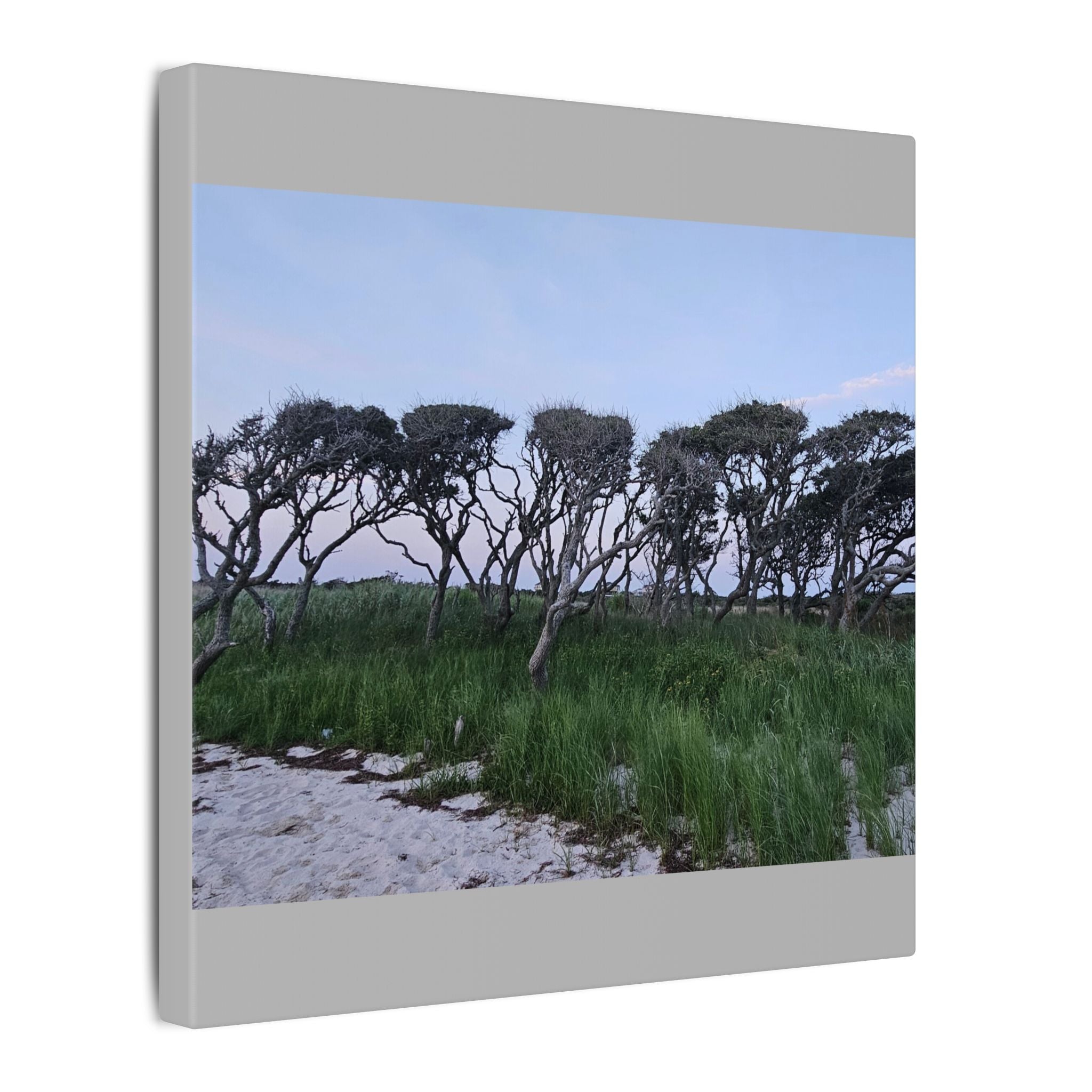 Coastal Windblown Trees Canvas
