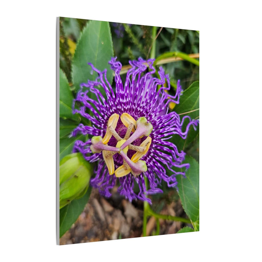Purple Passionflower Botanical Canvas