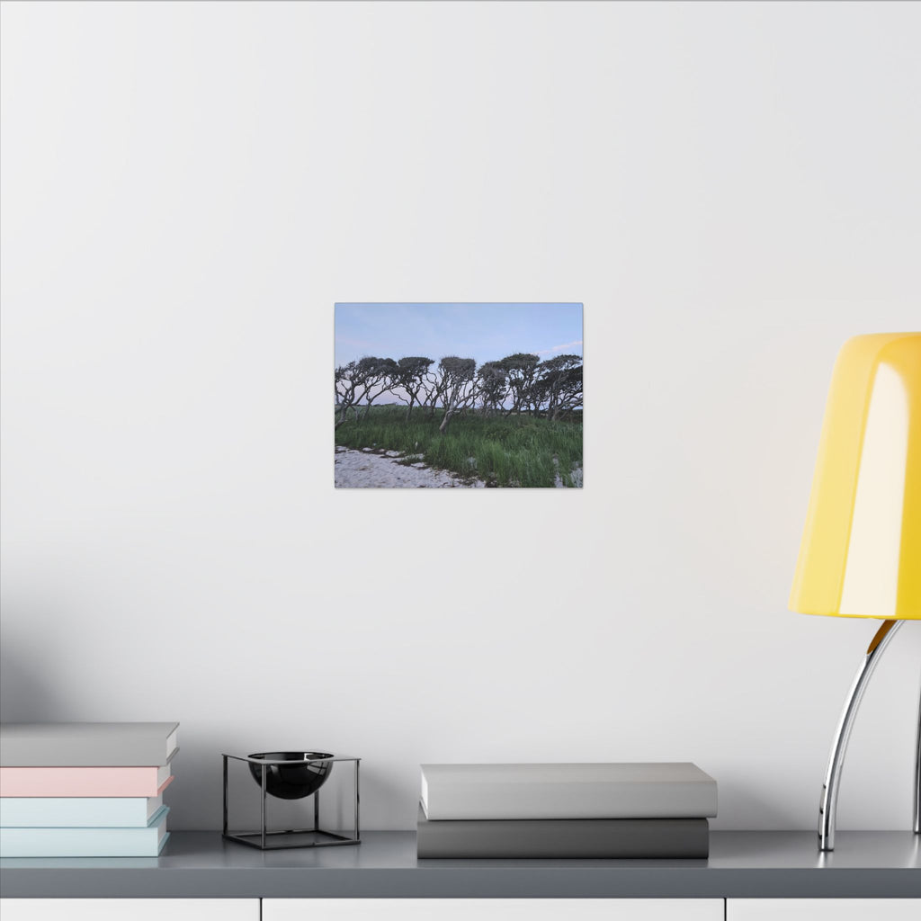 Coastal Windblown Trees Canvas