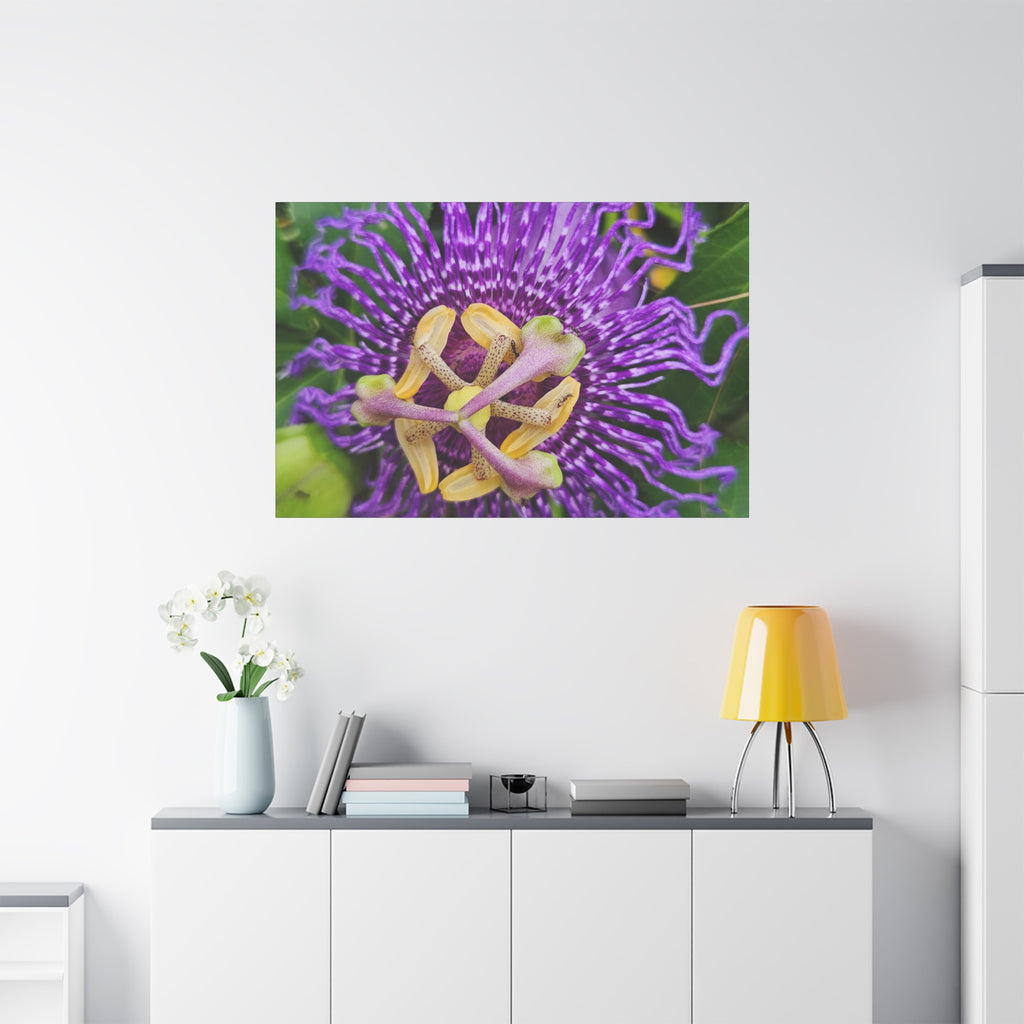 Purple Passionflower Close-Up Matte Canvas Print (Stretched)