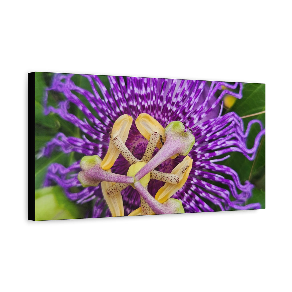 Purple Passionflower Close-Up Matte Canvas Print (Stretched)