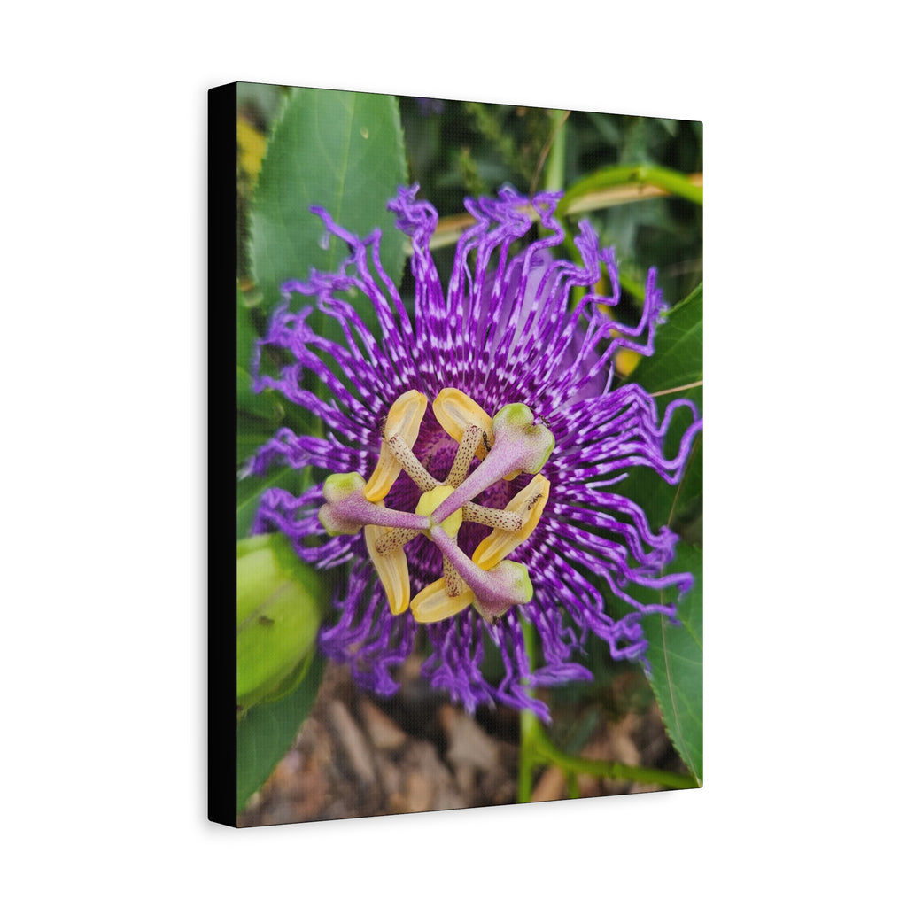 Purple Passionflower Close-Up Matte Canvas Print (Stretched)