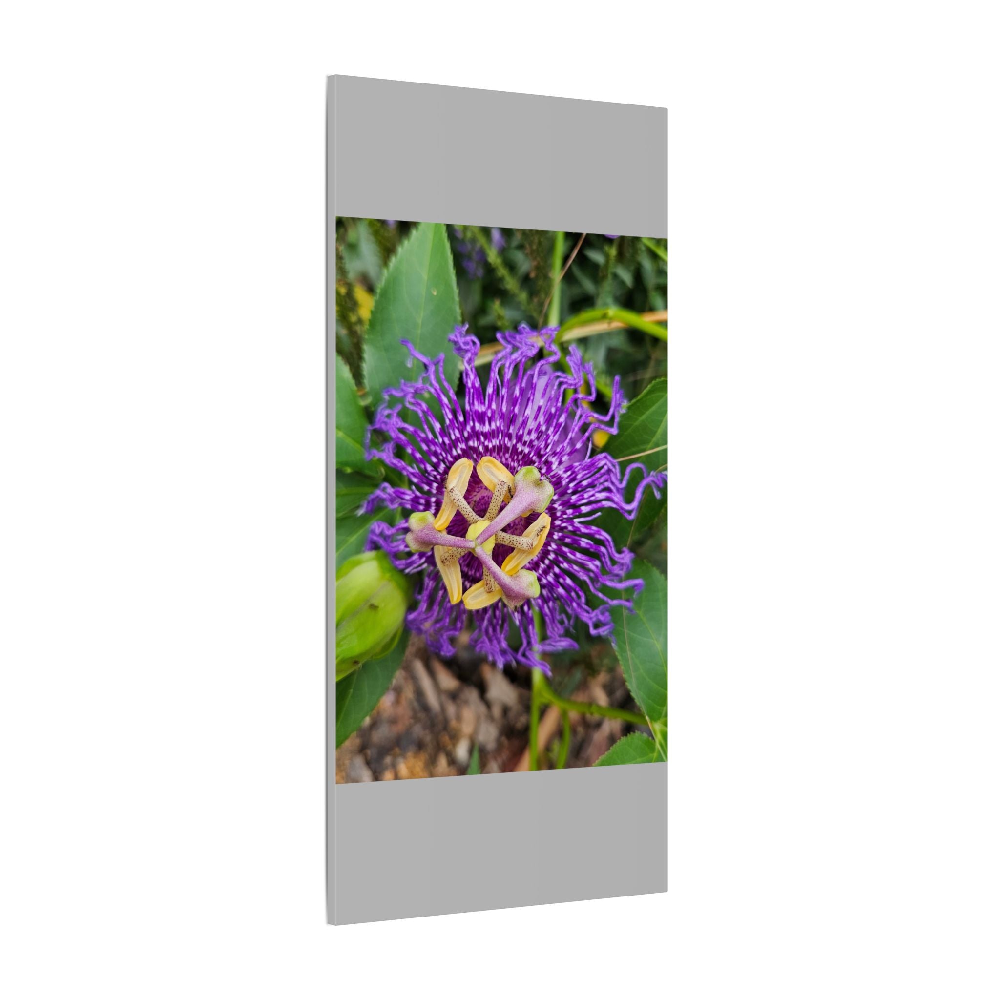 Purple Passionflower Botanical Canvas