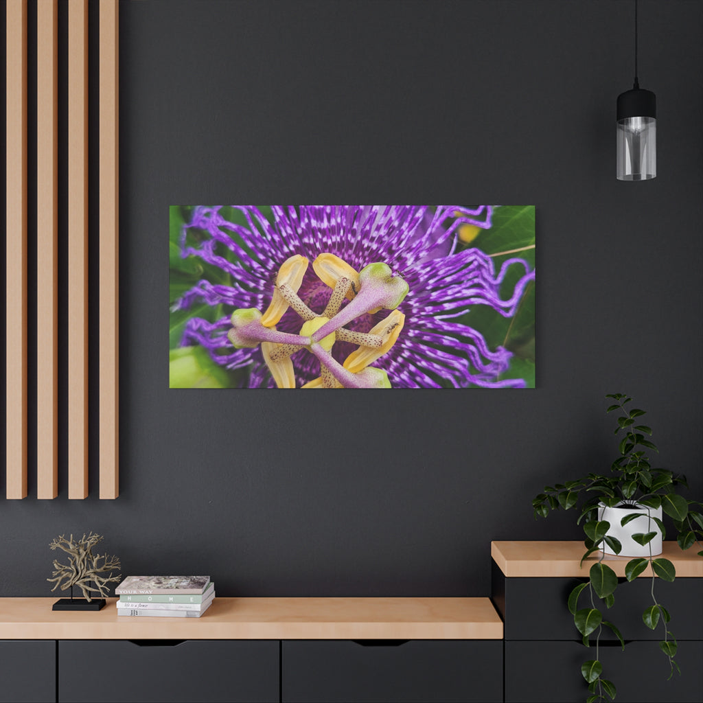 Purple Passionflower Close-Up Matte Canvas Print (Stretched)