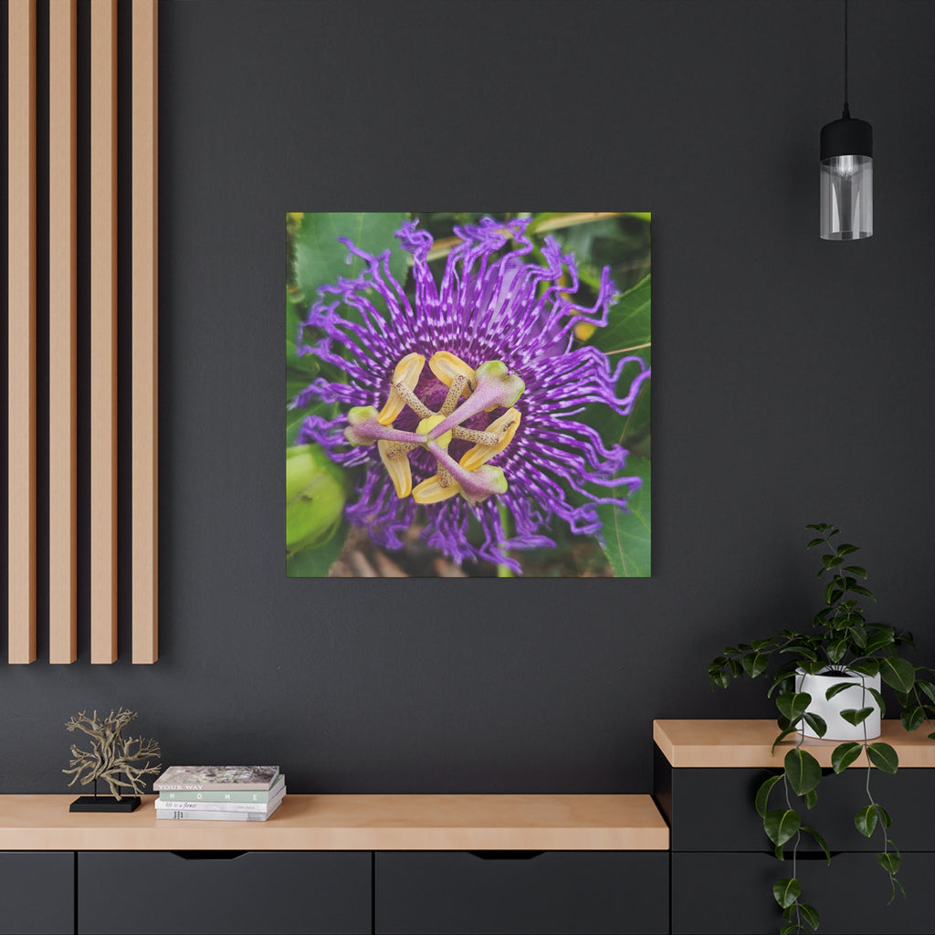Purple Passionflower Close-Up Matte Canvas Print (Stretched)