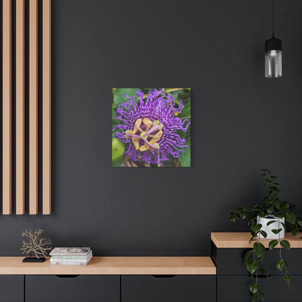 Purple Passionflower Close-Up Matte Canvas Print (Stretched)