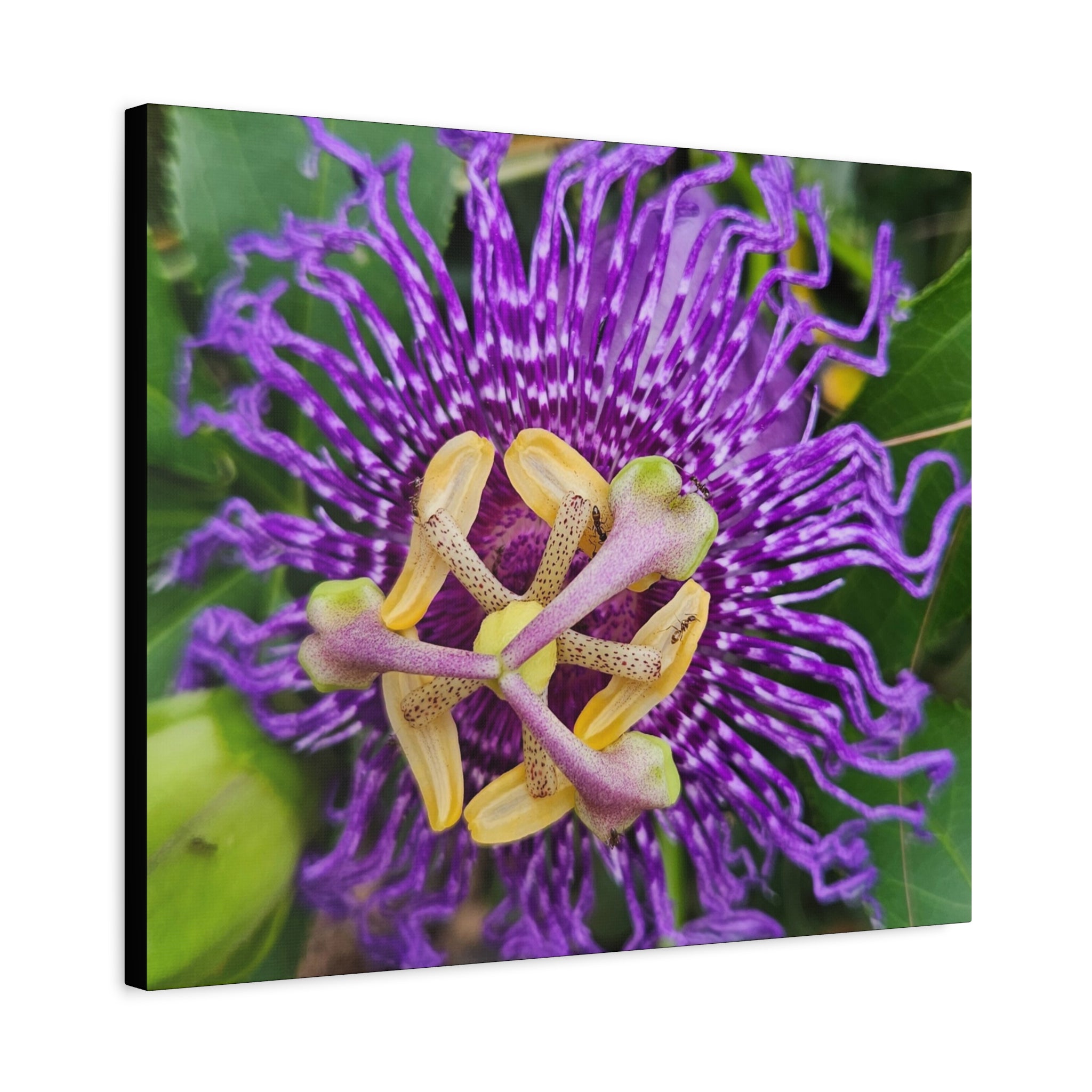 Purple Passionflower Close-Up Matte Canvas Print (Stretched)