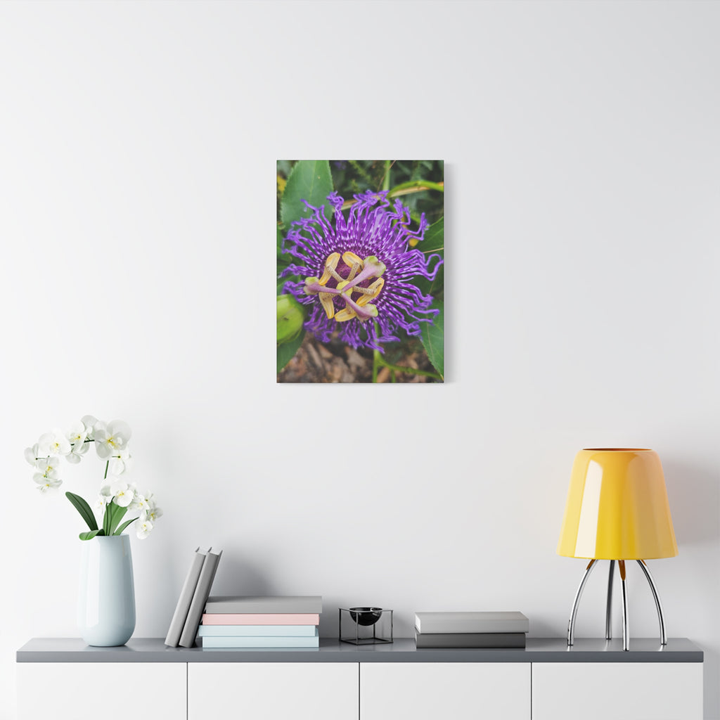 Purple Passionflower Close-Up Matte Canvas Print (Stretched)