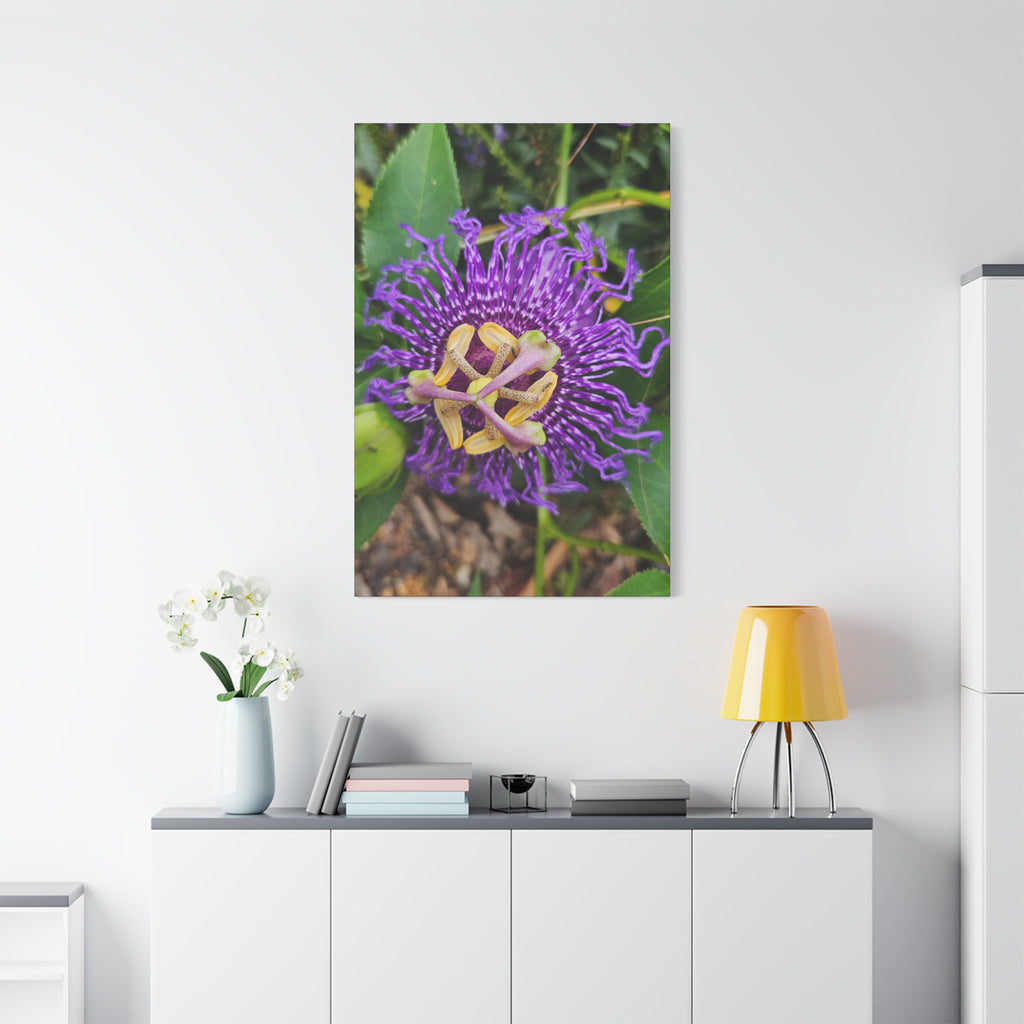Purple Passionflower Close-Up Matte Canvas Print (Stretched)