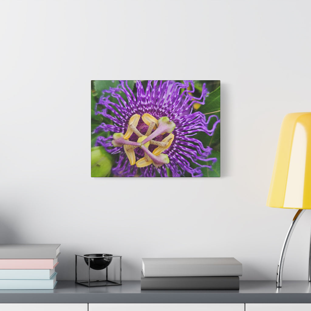 Purple Passionflower Close-Up Matte Canvas Print (Stretched)
