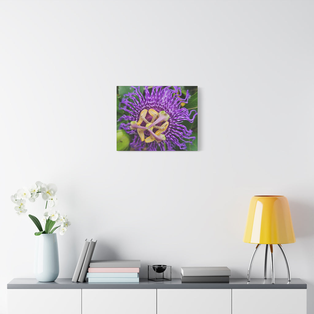 Purple Passionflower Close-Up Matte Canvas Print (Stretched)