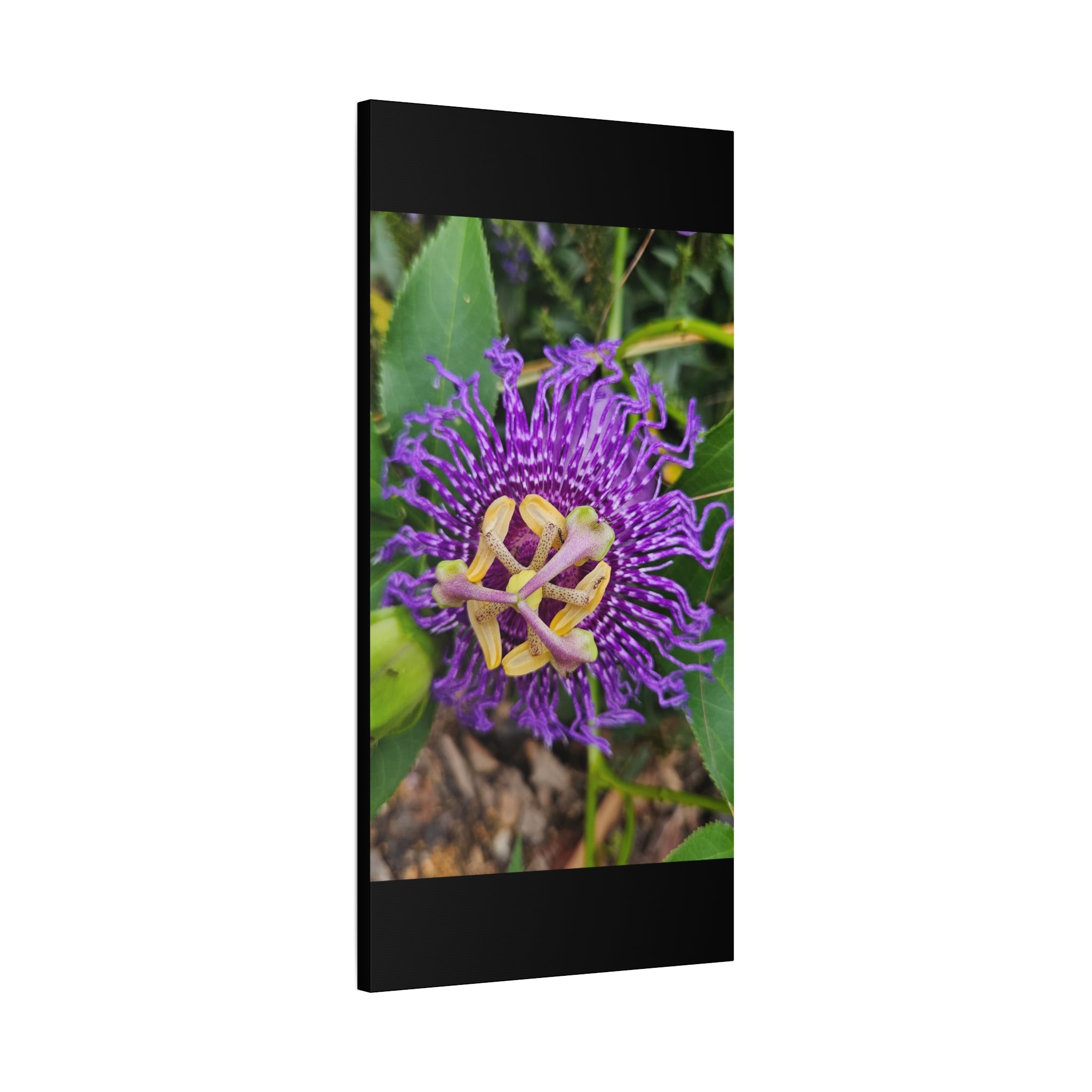 Purple Passionflower Close-Up Matte Canvas Print (Stretched)