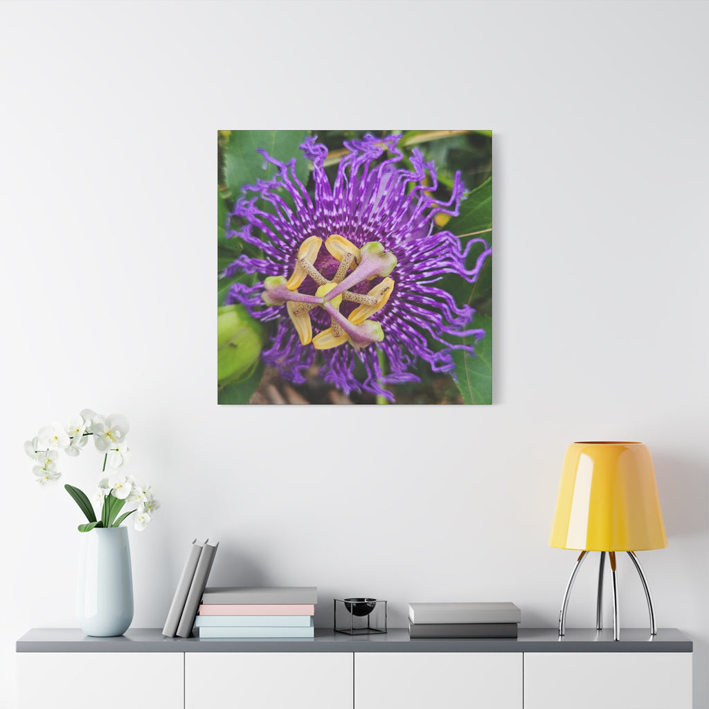 Purple Passionflower Close-Up Matte Canvas Print (Stretched)