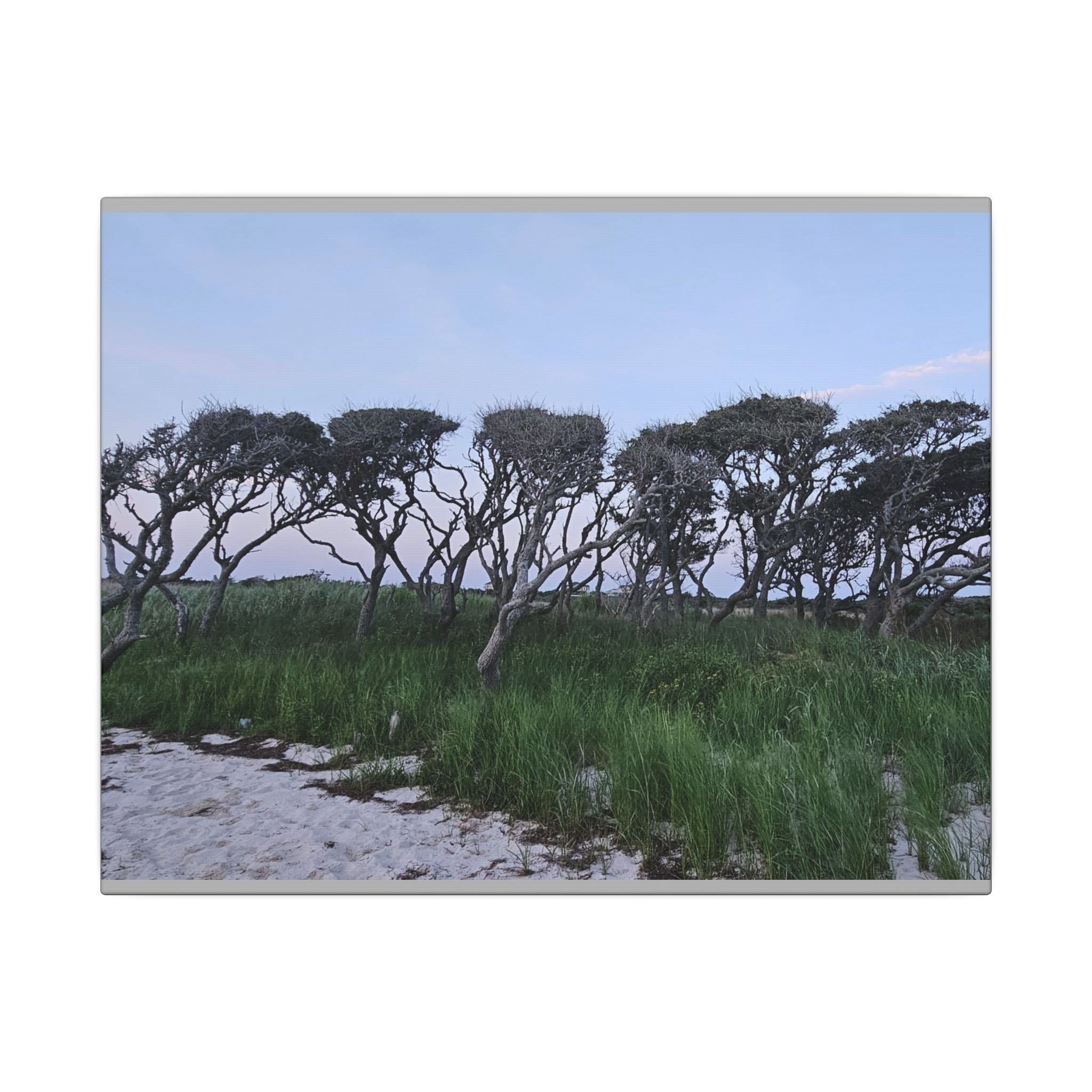 Coastal Windblown Trees Canvas