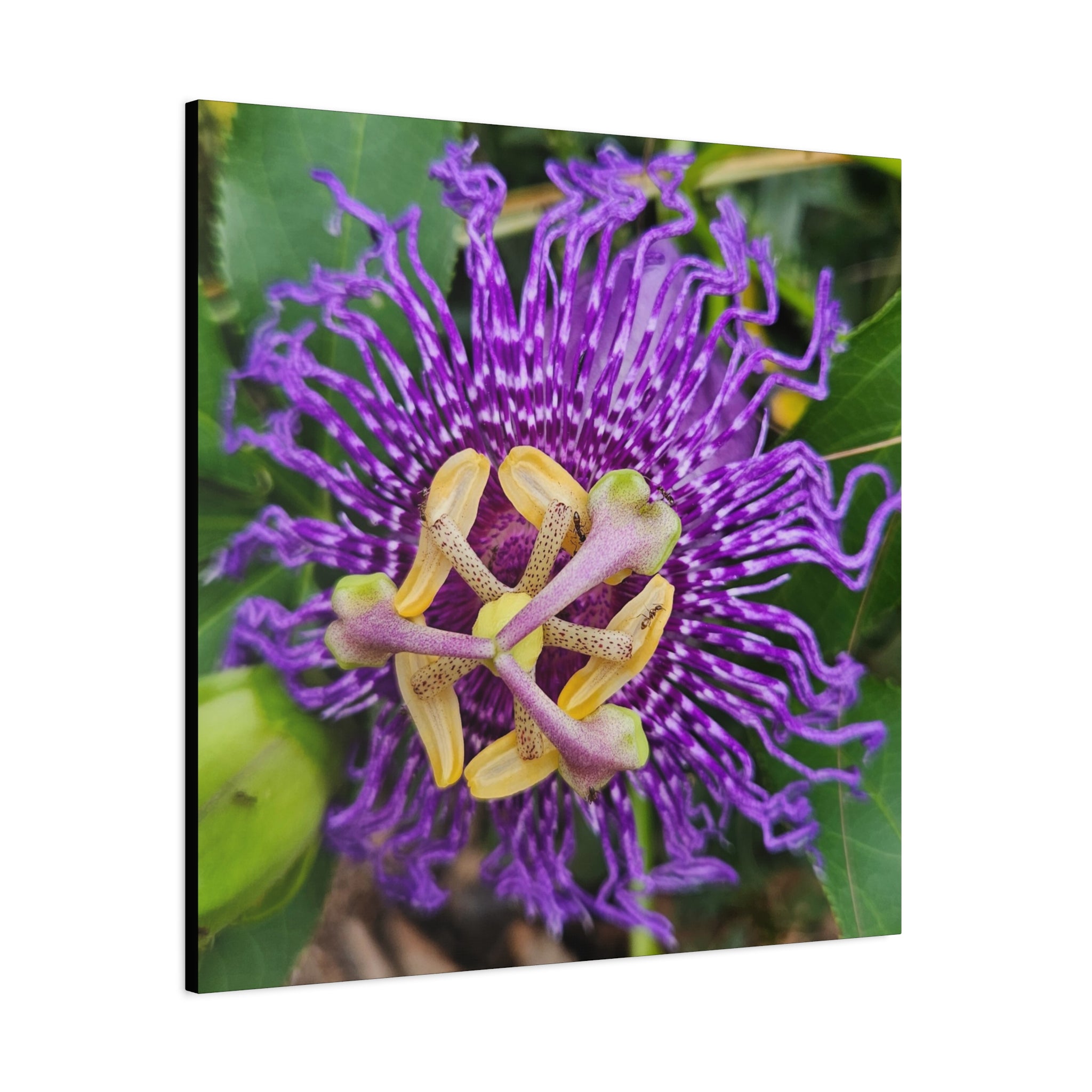 Purple Passionflower Close-Up Matte Canvas Print (Stretched)