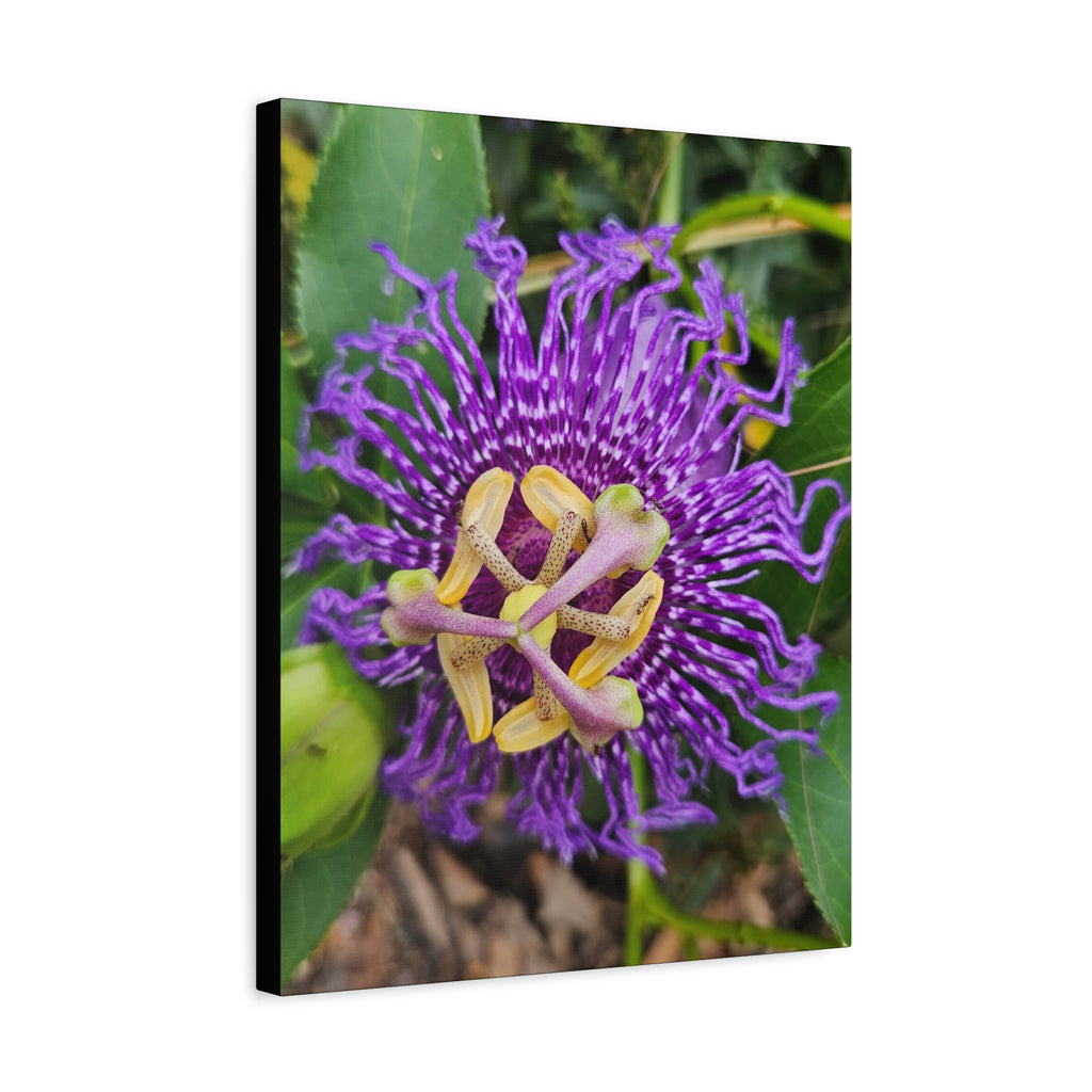 Purple Passionflower Close-Up Matte Canvas Print (Stretched)