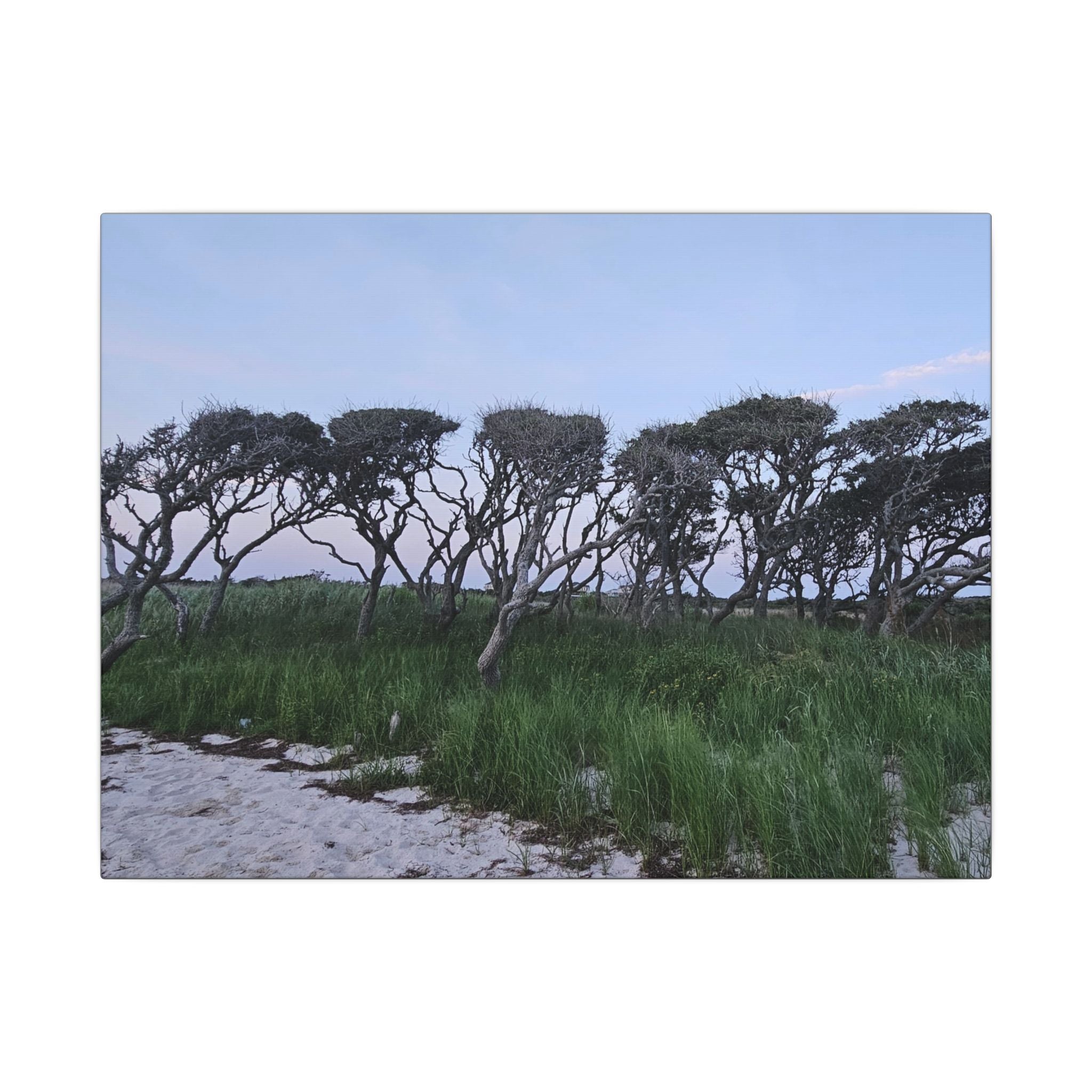 Coastal Windblown Trees Canvas