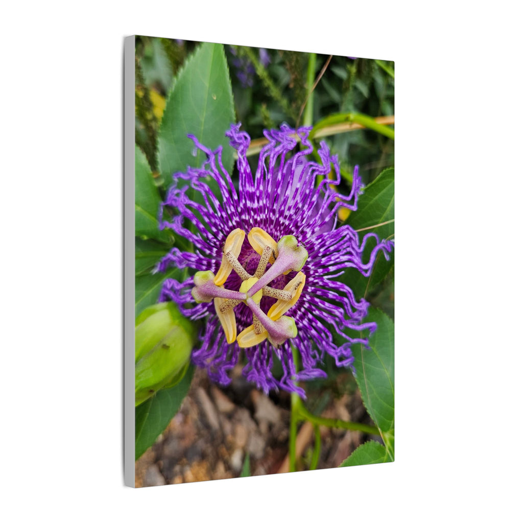 Purple Passionflower Botanical Canvas