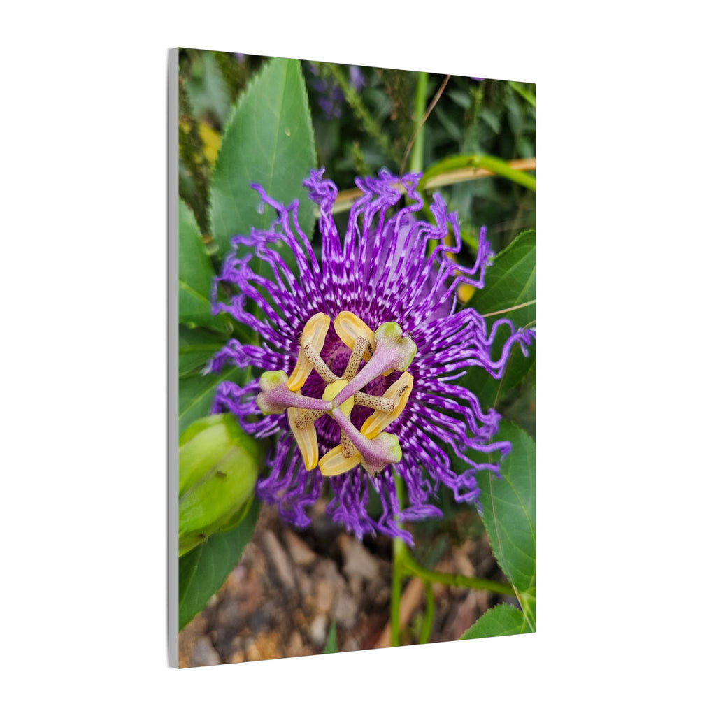 Purple Passionflower Botanical Canvas