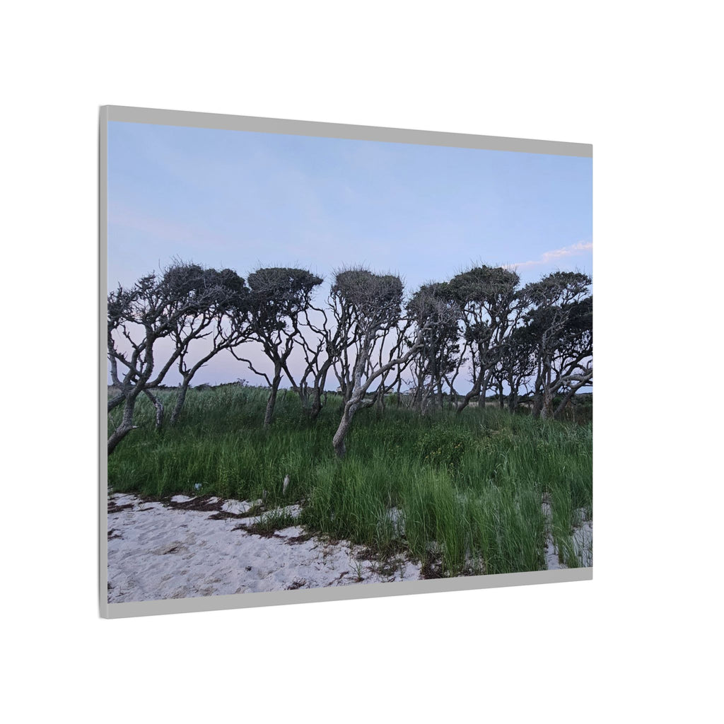 Coastal Windblown Trees Canvas